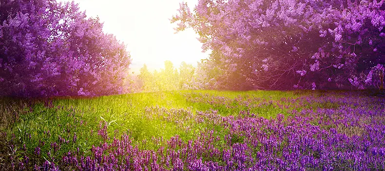 淘宝春季紫色花树背景