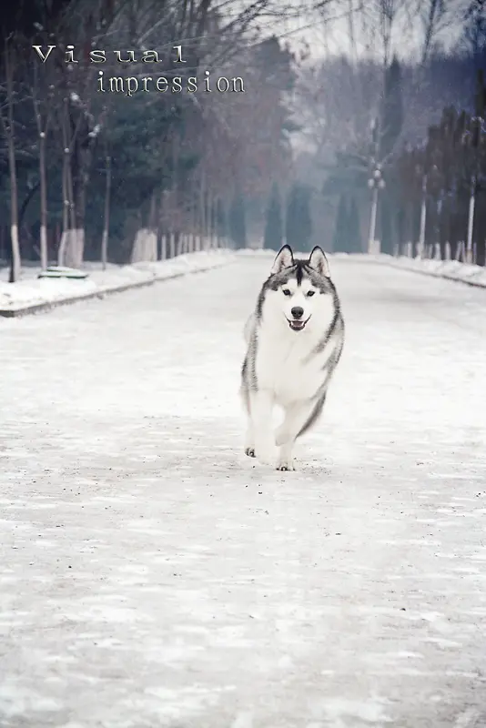 哈士奇雪橇犬背景素材
