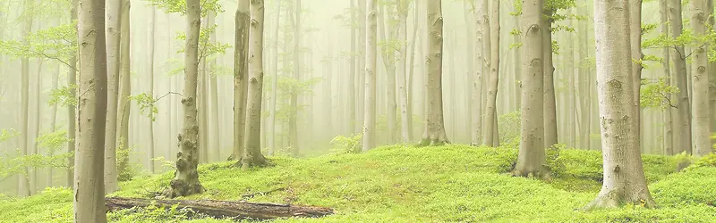 绿色小清新女装树林背景