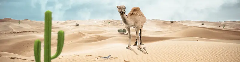 沙漠骆驼仙人掌创意背景banner