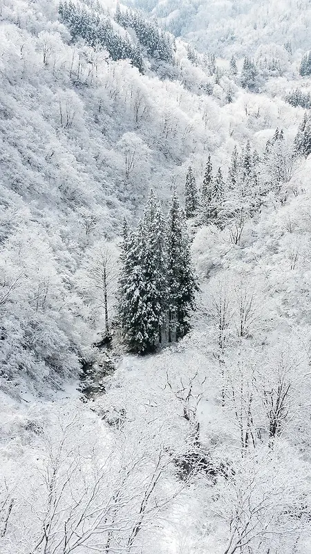 雪中森林H5背景