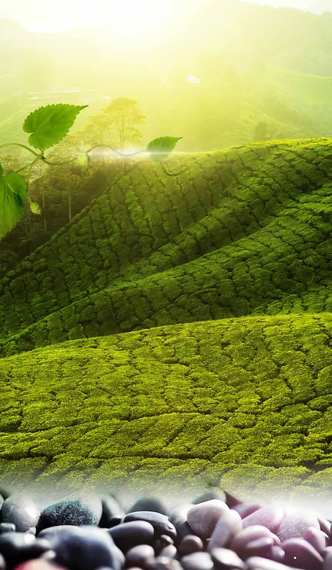 绿化茶文化背景