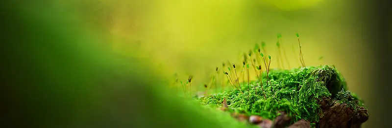 唯美叶子发芽banner背景