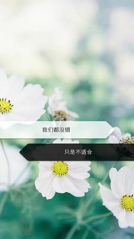 小清新白色雏菊H5背景