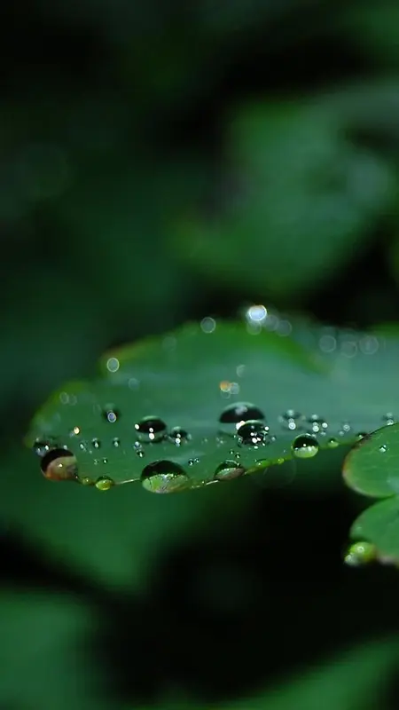 绿叶上的水珠H5背景