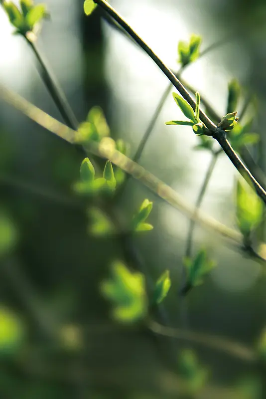 绿色清新植物春季海报