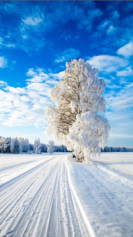 大雪冬天树木H5背景