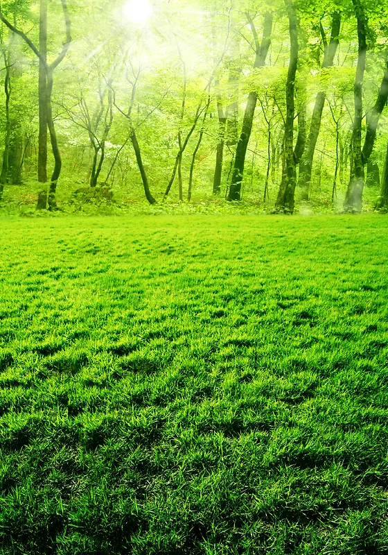 绿色清新树林背景