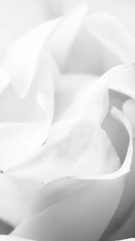 花朵绽放白色大气H5背景素材