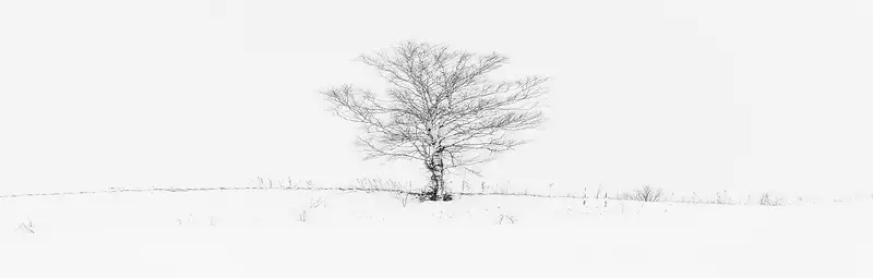 简约素描白雪枯树背景