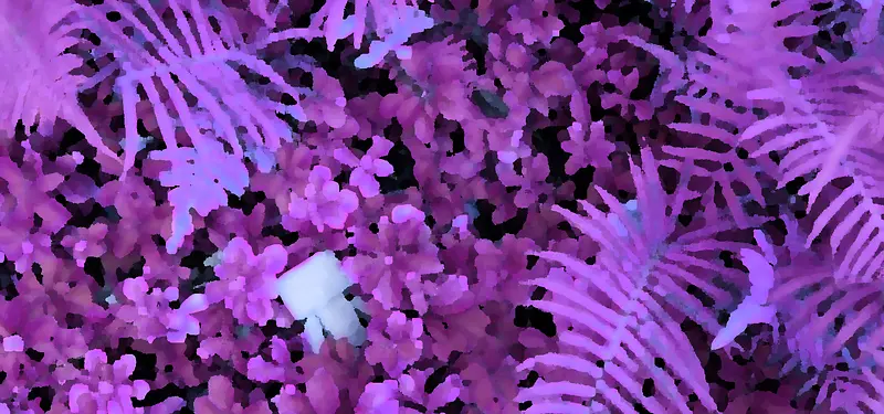 水彩水粉花植物画