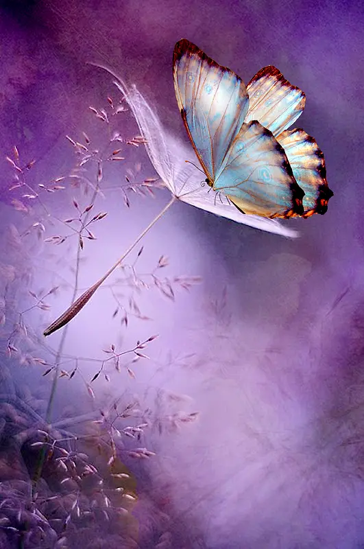 紫色浪漫蝴蝶背景
