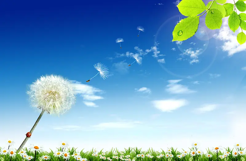 蒲公英在阳光照耀下自由飞舞的草地背景