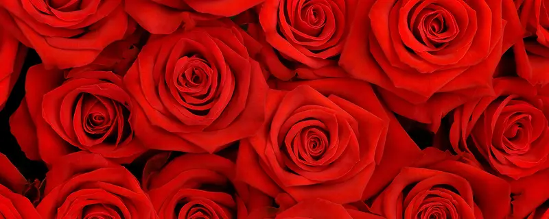 浪漫红色玫瑰花淘宝网站背景图
