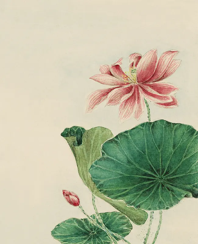 中国风荷花水墨画画册邀请函水彩背景素材