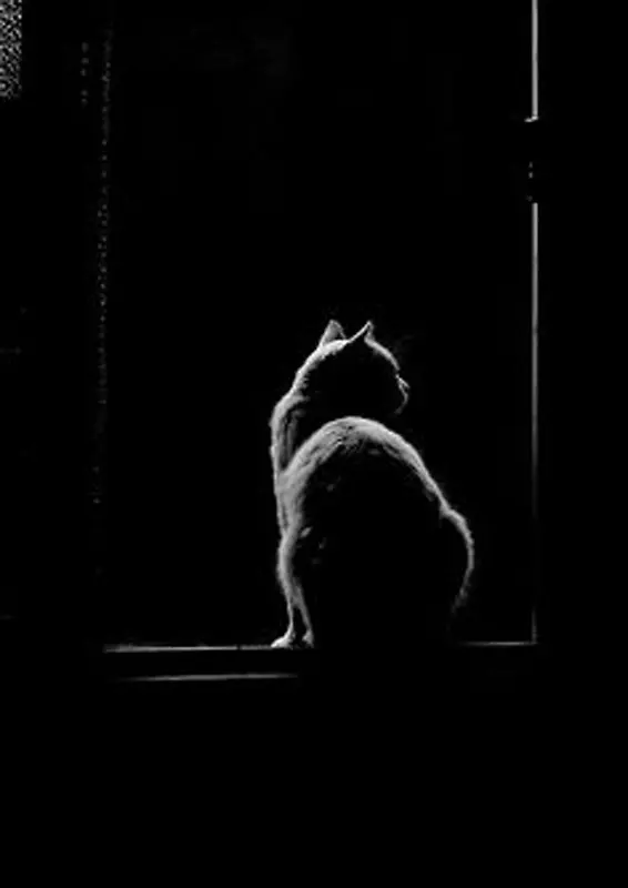 黑色的猫黑暗中的背景图