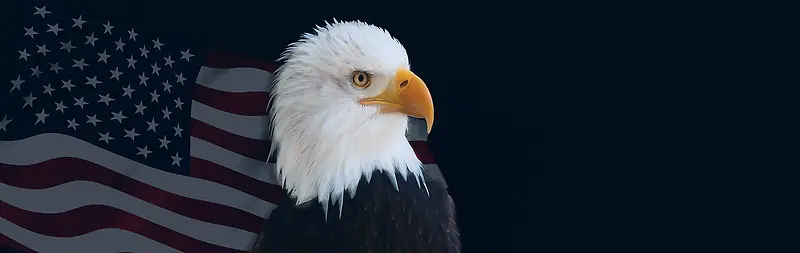 美国和鹰
