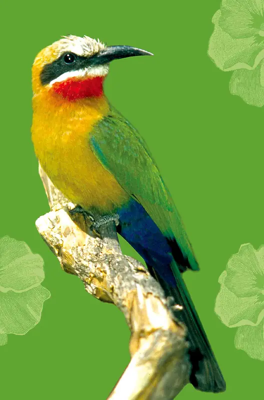 彩色鸟儿绿色背景素材