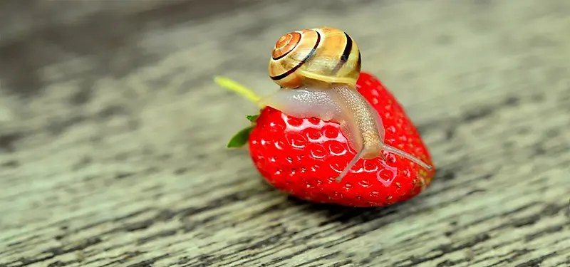 木板上趴在草莓上蜗牛