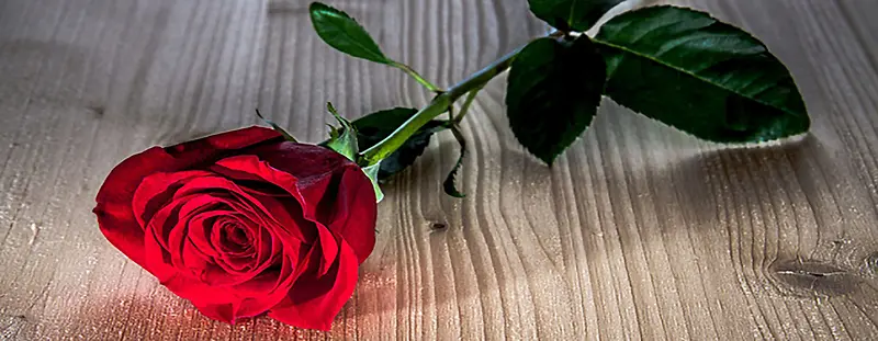 浪漫红色玫瑰木质纹理背景