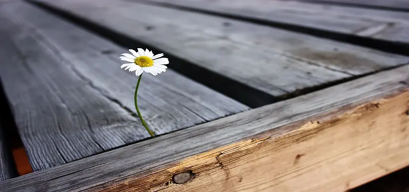 木板纹理小花背景