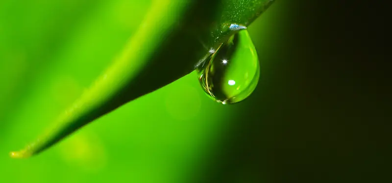 晶莹剔透绿叶水滴