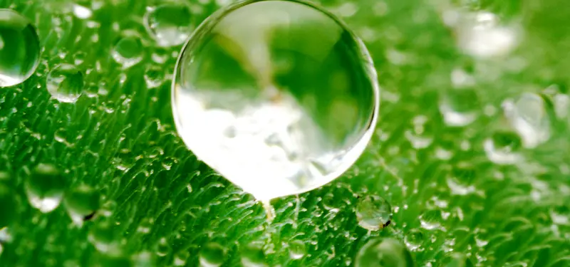 绿色透明水珠