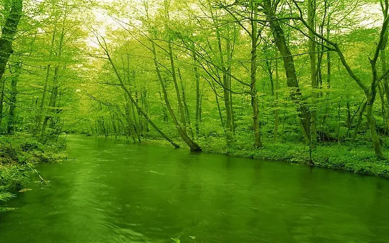 绿色树林背景