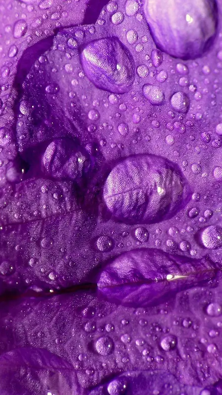 紫色水珠H5背景