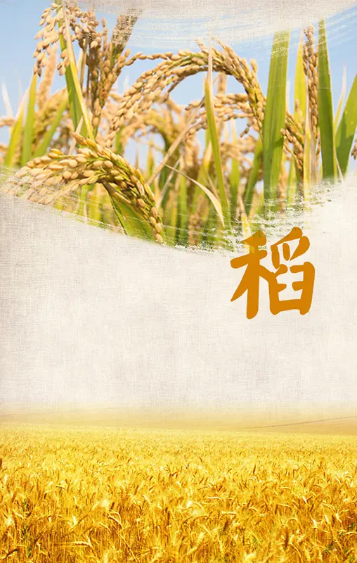 水稻文化海报背景素材