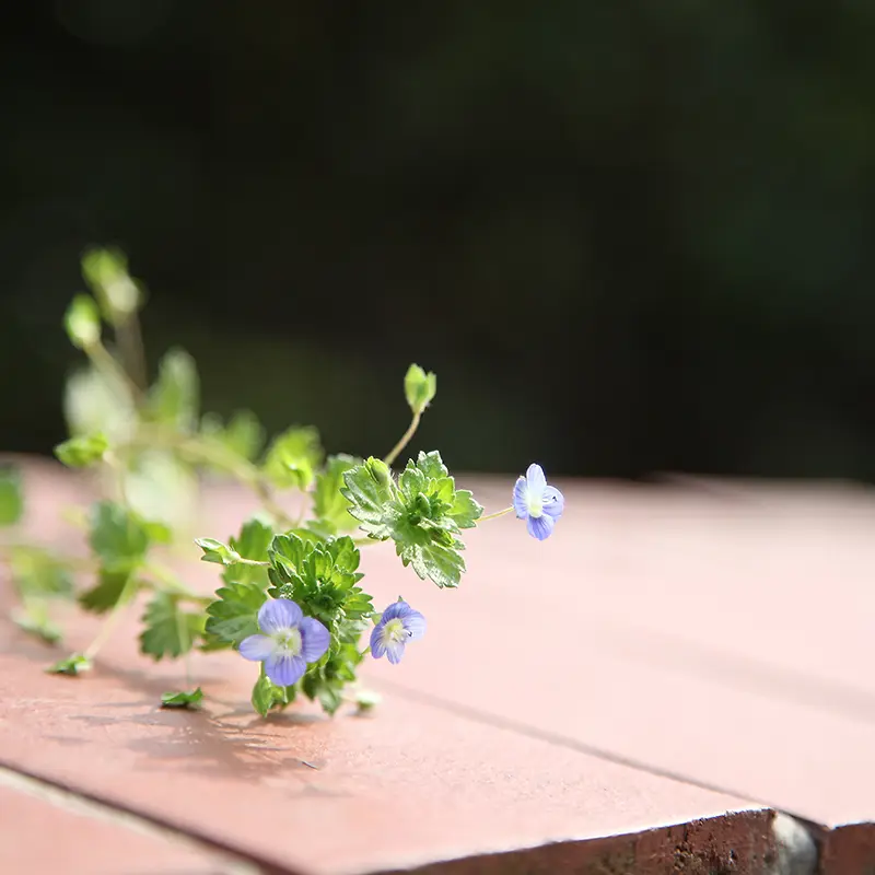 木板野花背景