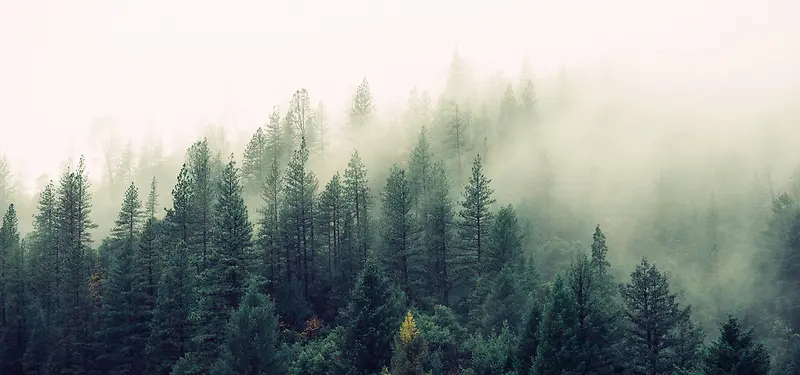 大雾中的森林