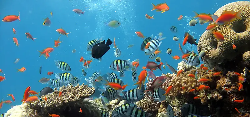 海底世界鱼类背景