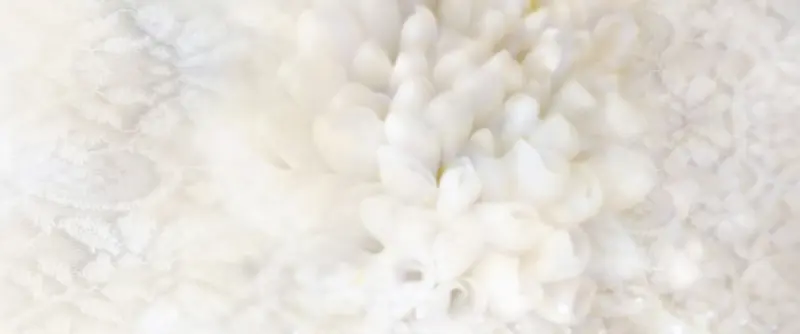 白色 花纹 花朵 造型 米白