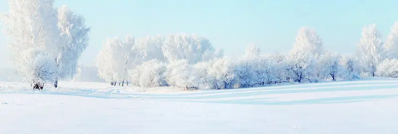 雪松雾凇