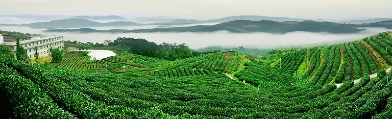 茶叶茶园风景绿色海报背景