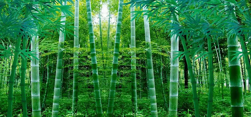 竹子美景图