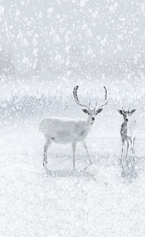 圣诞节白色鹿飞雪促销海报