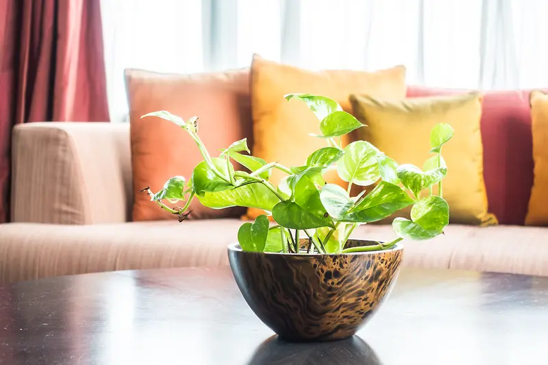 植物盆栽桌面桌子抱枕沙发温馨窗帘窗背景