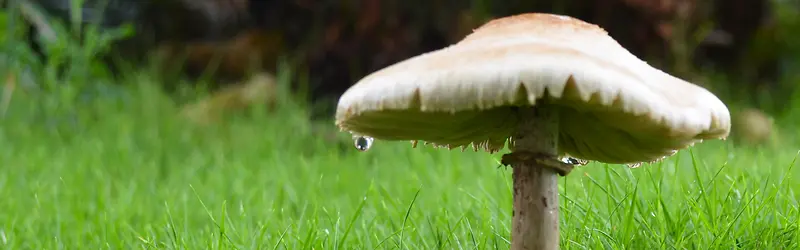 农业天然蘑菇背景