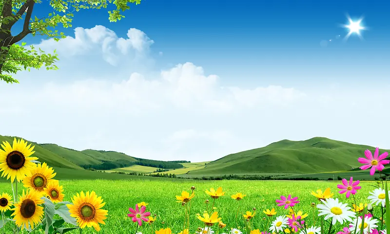 草原 蓝天白云 向日葵 风景绿山