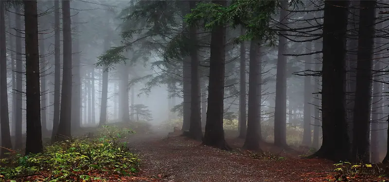 迷雾中的森林背景