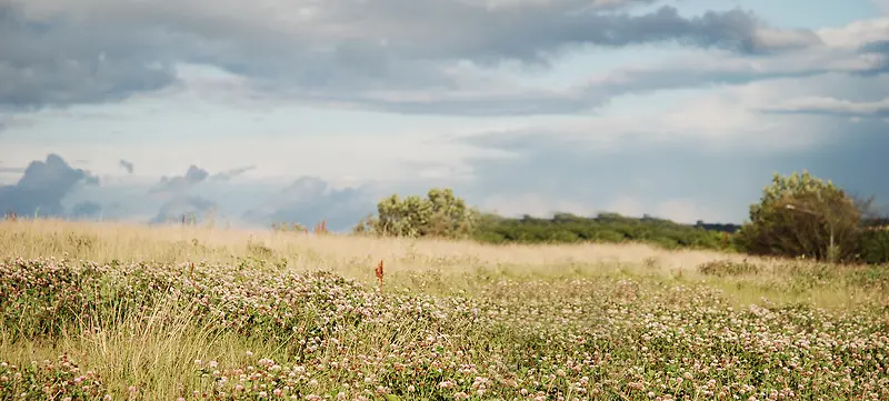 花丛唯美背景banner