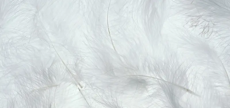羽毛背景图
