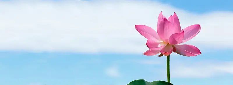 夏至荷花背景Banner
