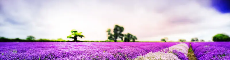 紫色花田banner背景