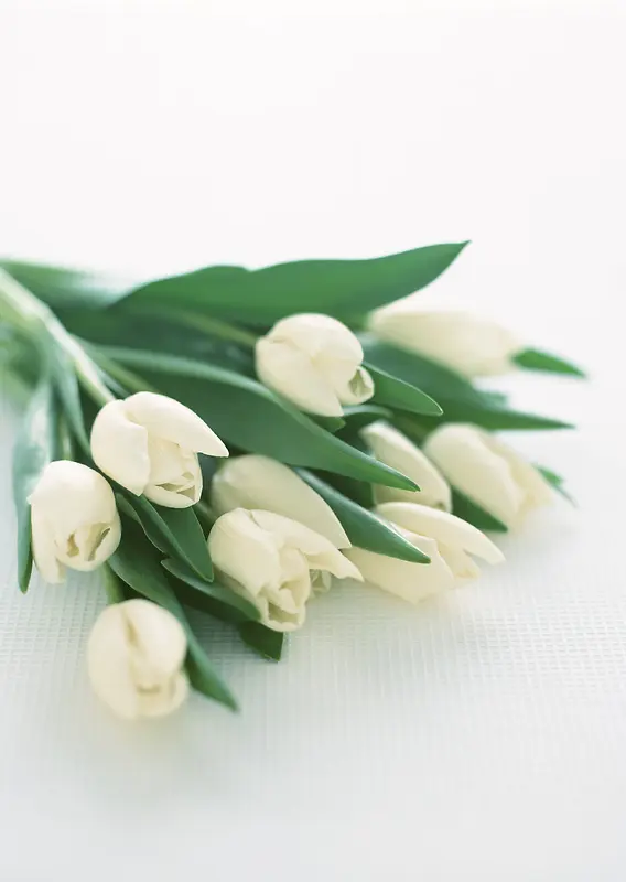 白玫瑰鲜花速递鲜花订购背景素材