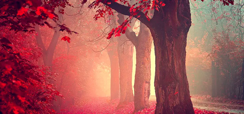 红枫树林背景图