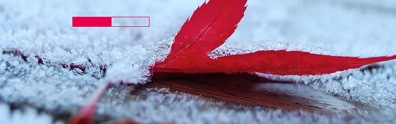 冰雪下的红树叶背景