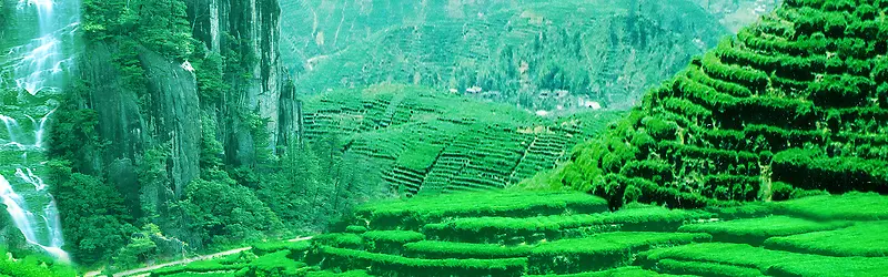 茶山背景